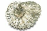 Bumpy Ammonite (Douvilleiceras) Fossil - Madagascar #277173-1